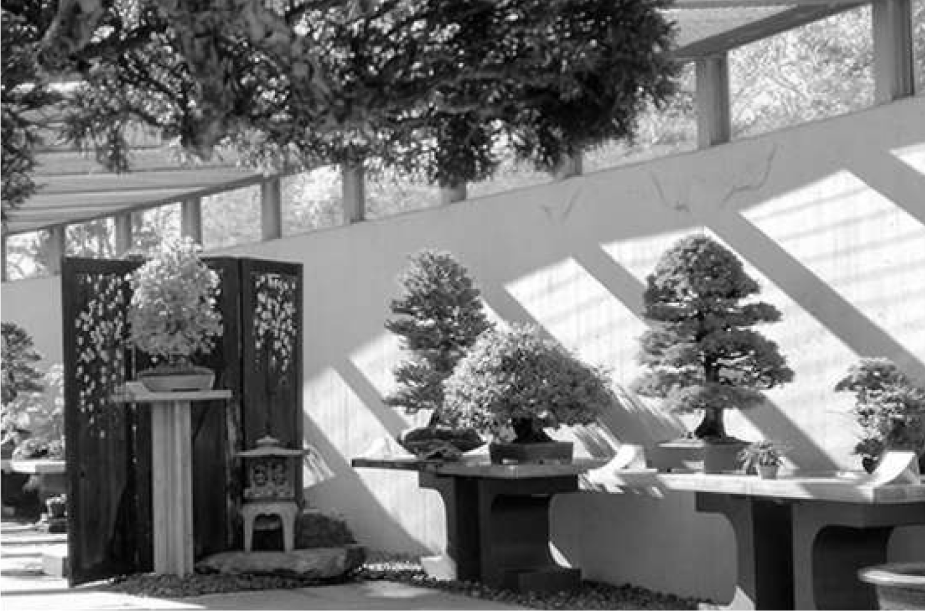 CRESPI BONSAI milano district guide