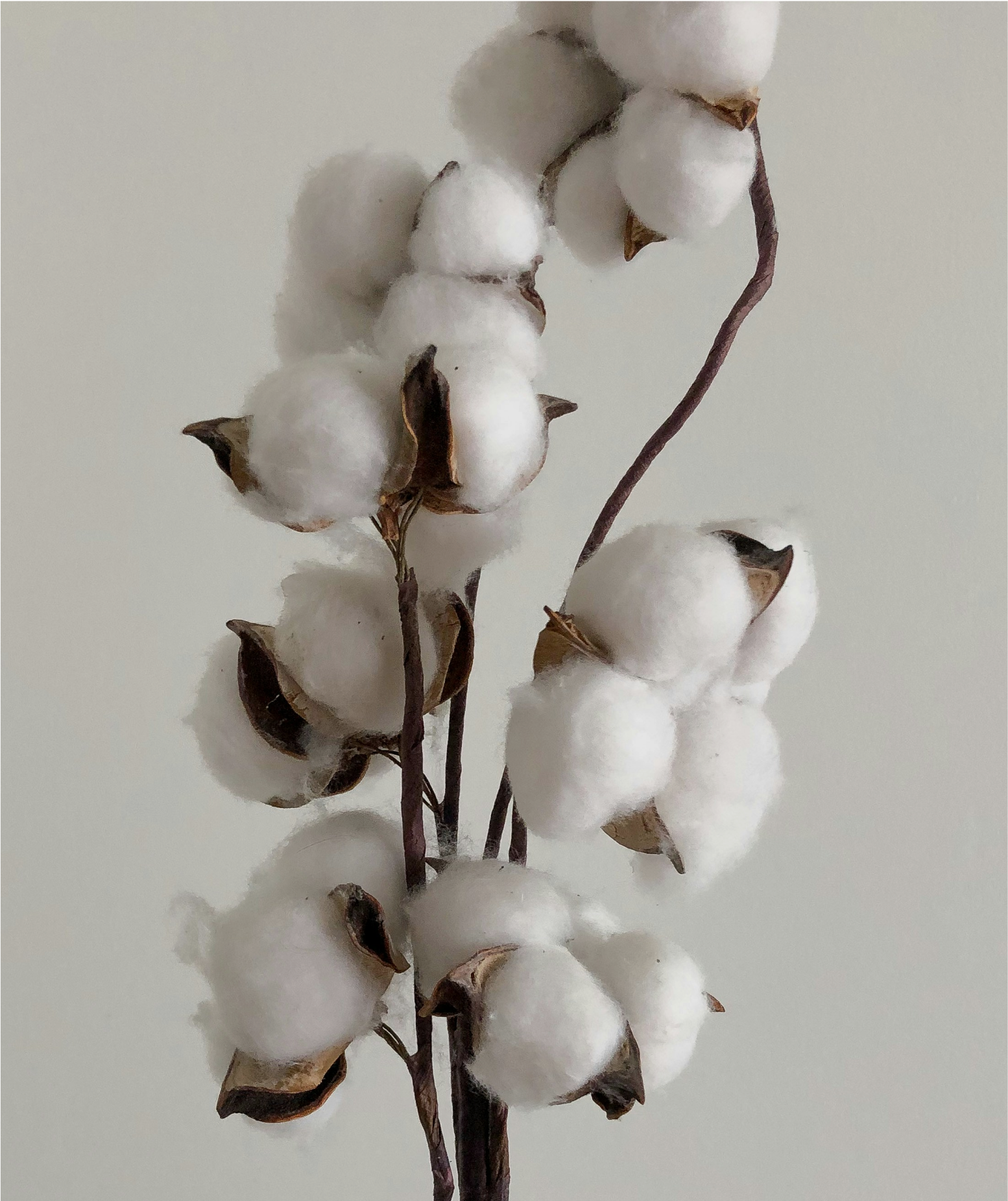 cotton flower